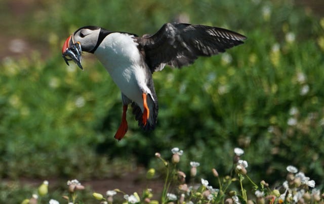Puffins nest in burrows which were flooded by the heavy rain (Owen Humphreys/PA)