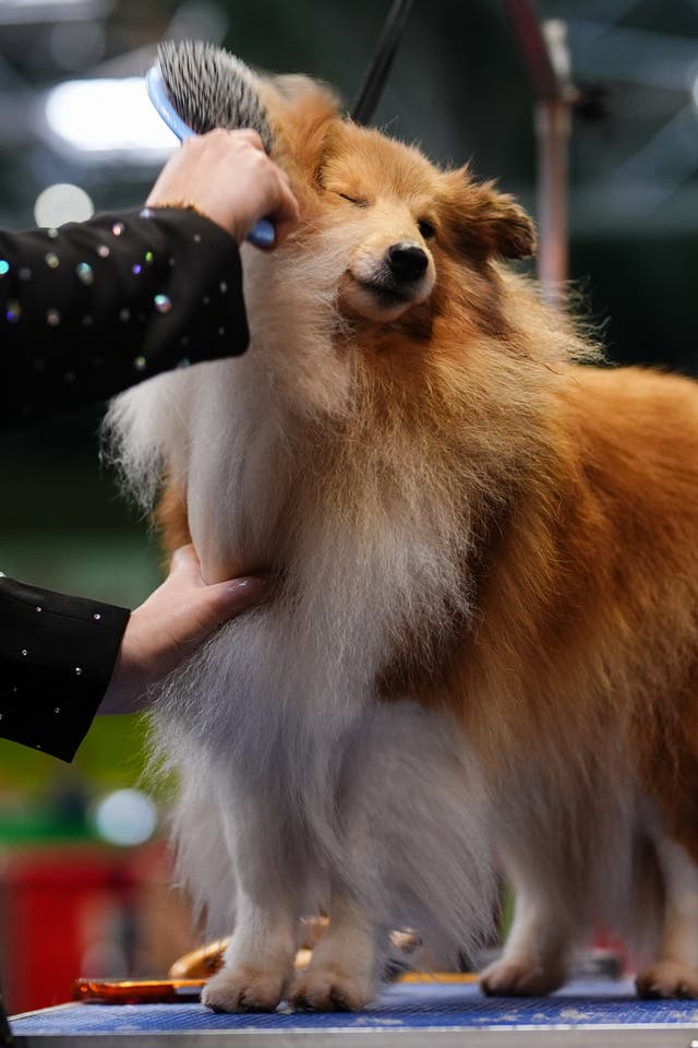 A fluffy dog having its hair brushed