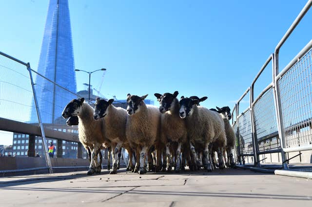 Sheep on bridge