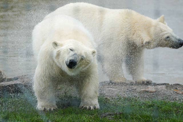 Polar Bears at Peak Wildlife Park