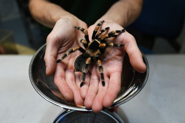 Senior keeper Jamie Mitchell prepares Katie the tarantula to be weighed, during the annual weigh-in at ZSL London Zoo