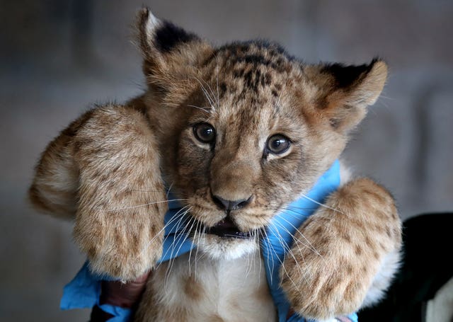 Blair Drummond lion cubs