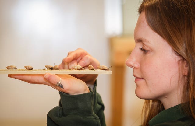 Close-up of a staff member holding up some of a type of snail