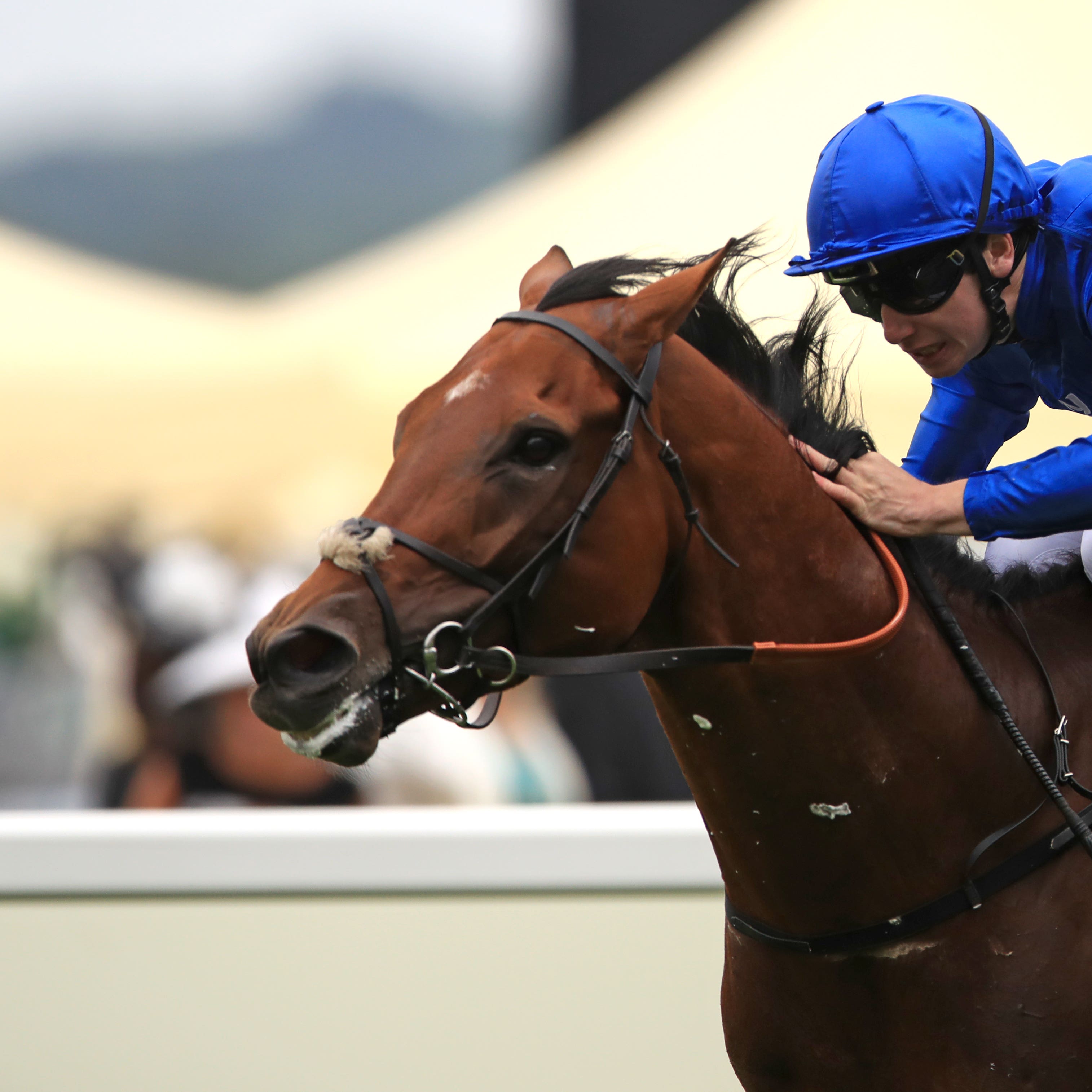 Benbatl pictured winning at Ascot last year