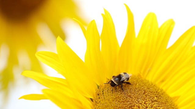 A bee sitting on a sunflower