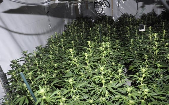 Cannabis farm gang jailed