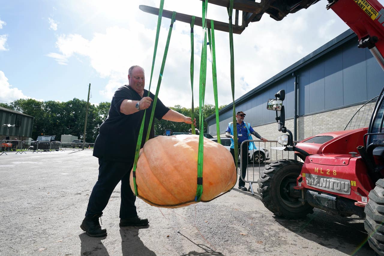 Pumpkins, onions and parsnips on display at giant vegetables
