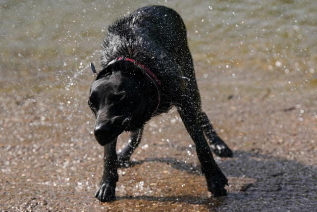 A dog shakes water from its coat
