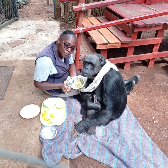 Orphan chimpanzee Chocolat moves to animal sanctuary