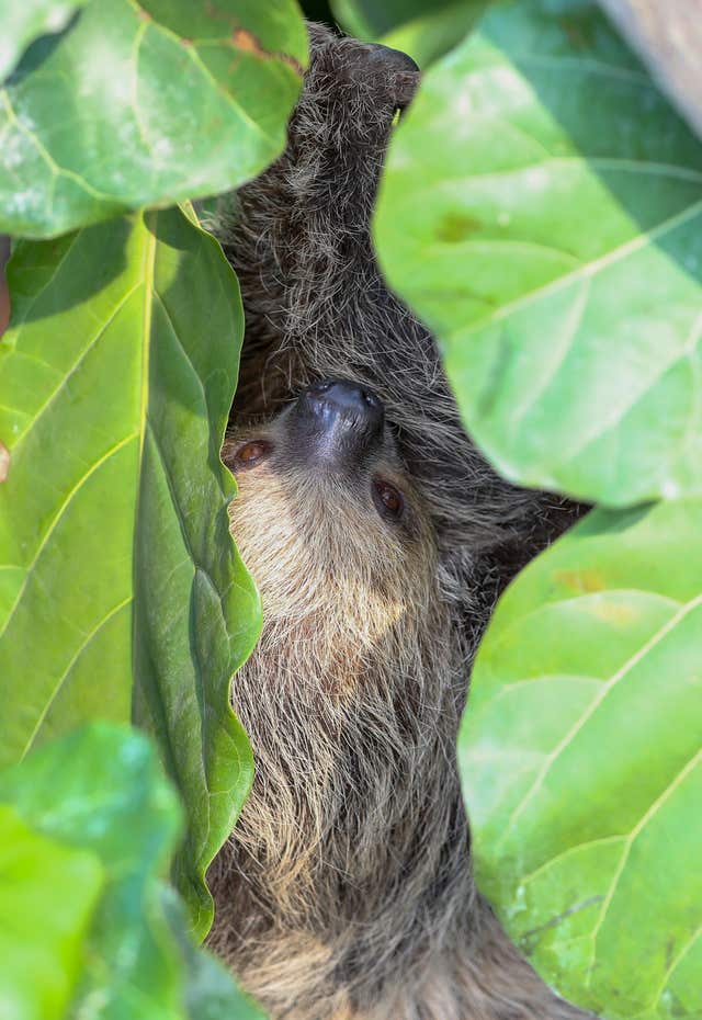 Rica the two-toed Sloth in the new Tropical House at Marwell Zoo in Hampshire (Andrew Matthews/PA)