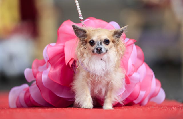 Furbabies dog Pageant
