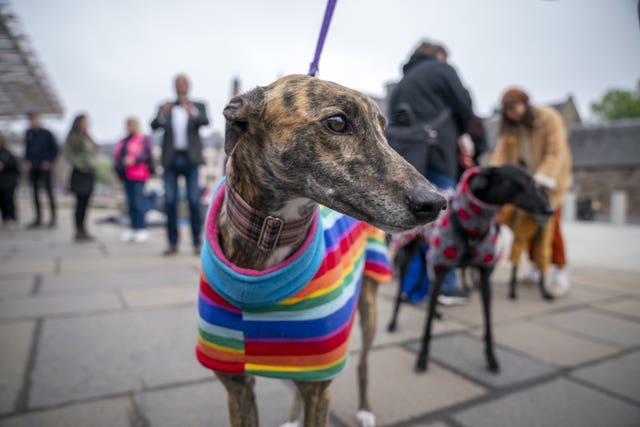 Bid to ban greyhound racing in Scotland