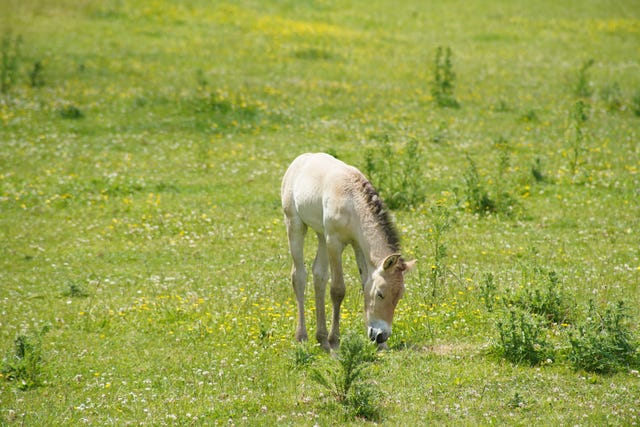 A female Przewalski’s horse foal