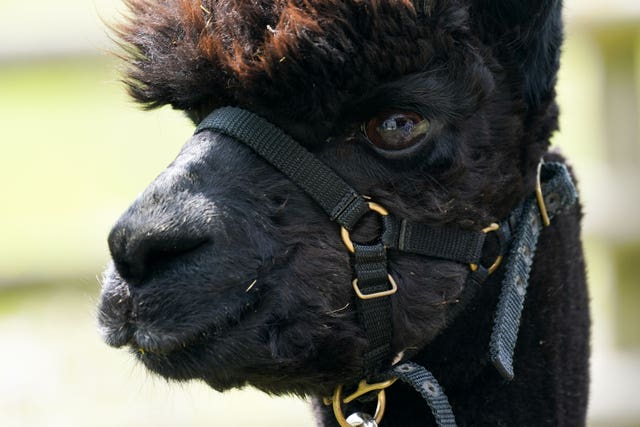 Geronimo the alpaca