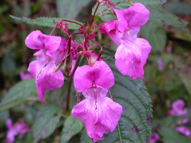 Invasive garden plants