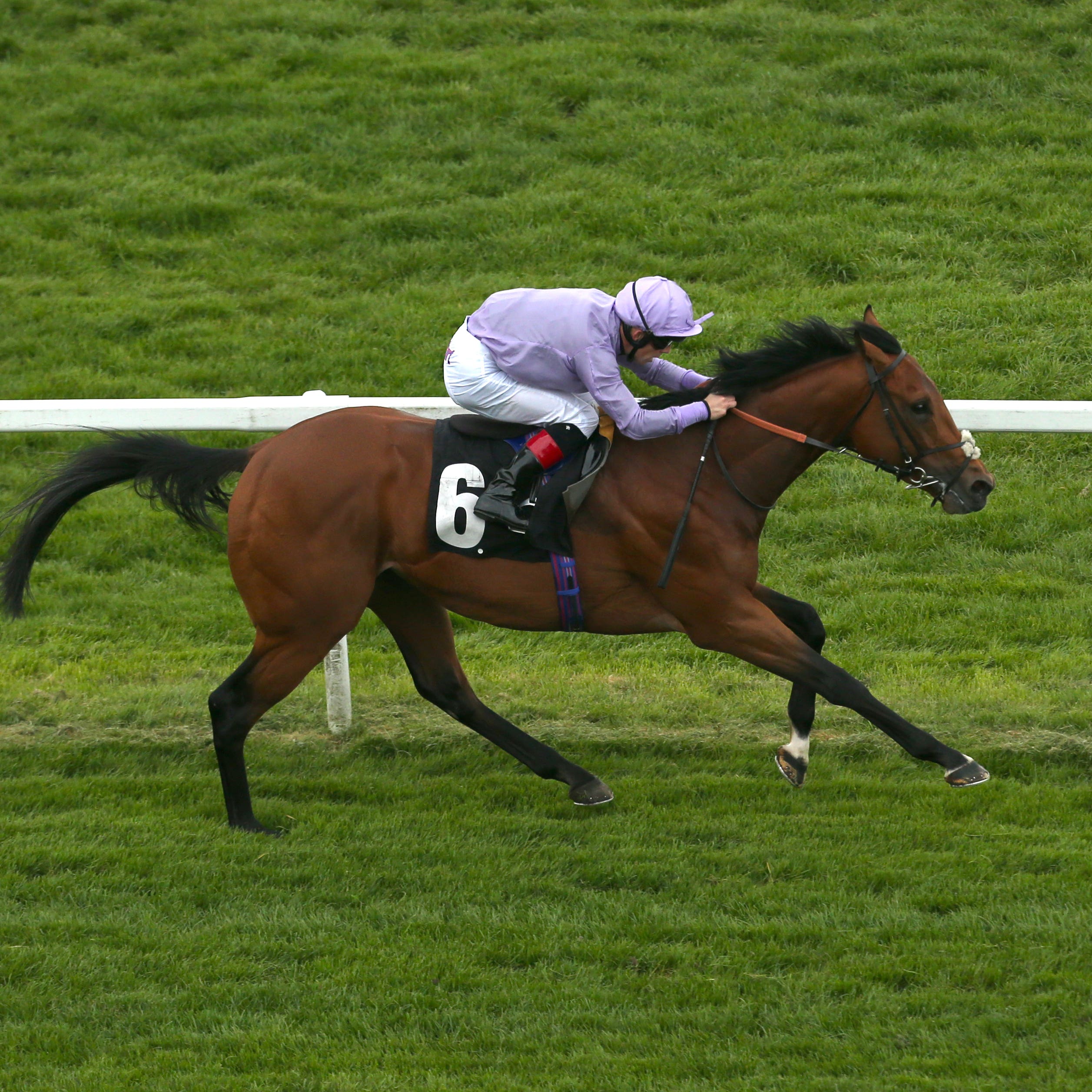 King Ottokar who is being lined up for the Hampton Court Stakes at Royal Ascot