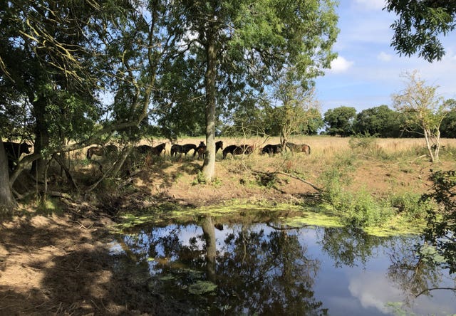 Rewilding on marginal land in Norfolk (Emily Beament/PA)