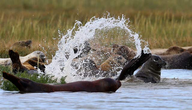 ZSL Thames seal survey