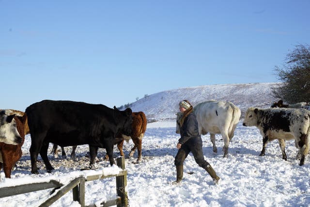A farmer with her cattle in the snow in the North York Moors National Park