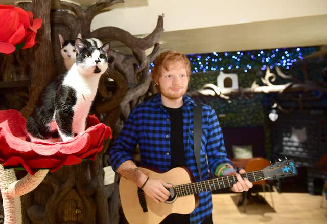 Ed Sheeran wax figure