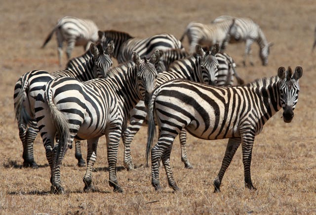 Zebras in Kenya (Andrew Milligan/PA)