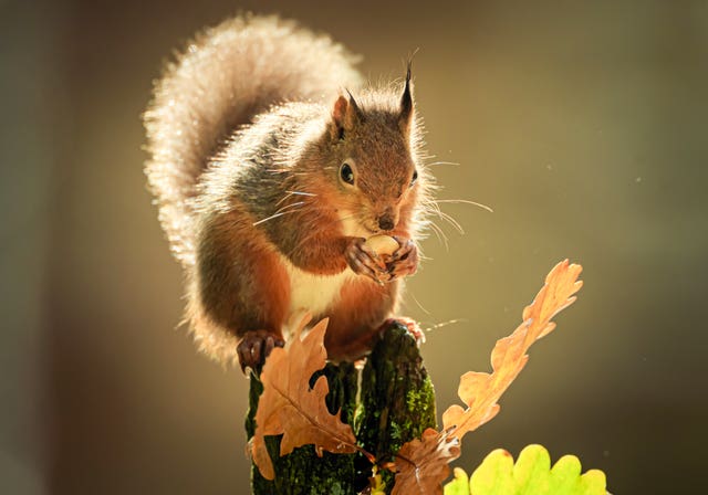 Red squirrel
