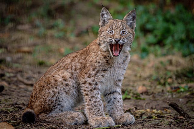 The four-month-old Lynx kittens live at the bear wood exhibit at the Wild Place Project, near Bristol (Ben Birchall/PA)