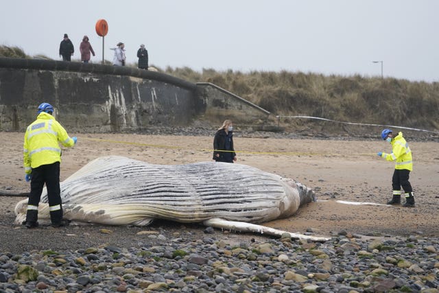 Humpback whale on Blyth beach