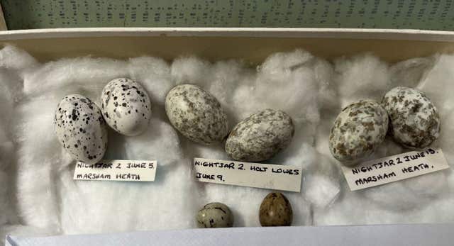 Some of the bird eggs found in the possession of Daniel Lingham 