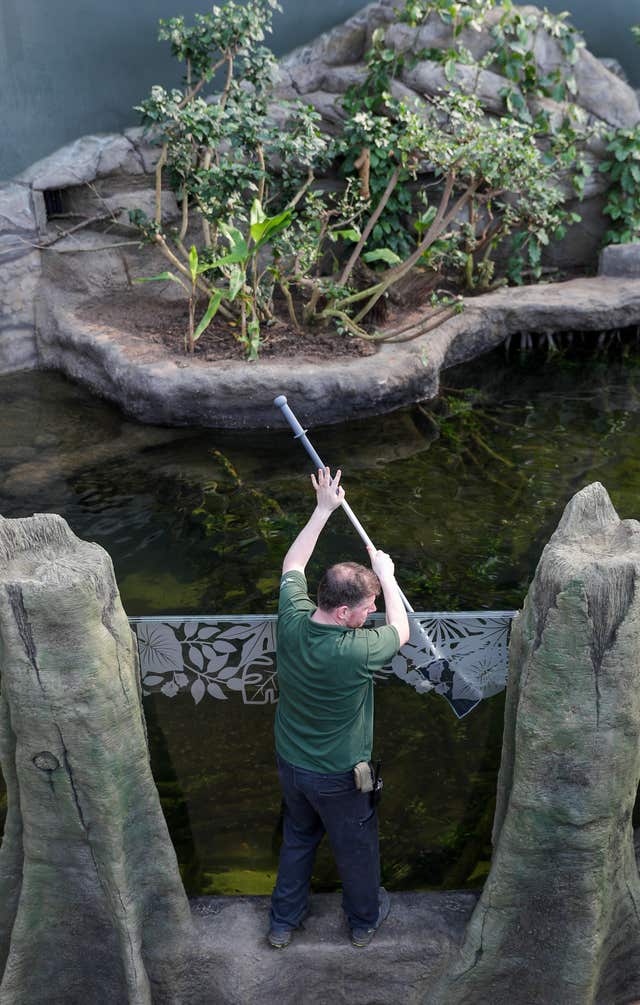 Ross Brown cleans the 70,000 litre aquarium in the Tropical House at Marwell Zoo in Hampshire (Andrew Matthews/PA)