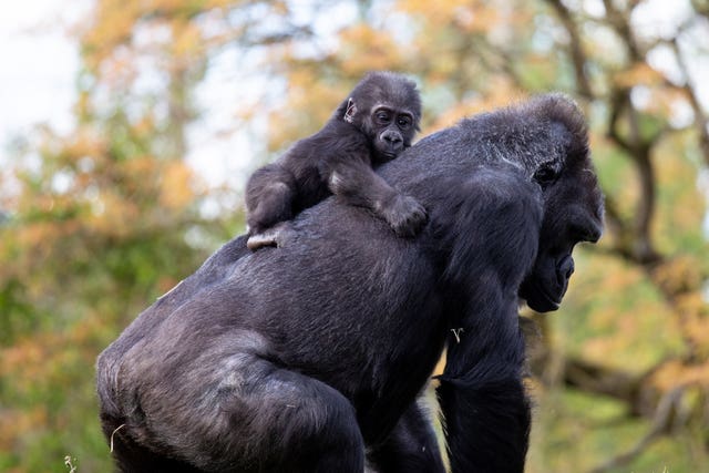 Infant gorilla has surrogate mum