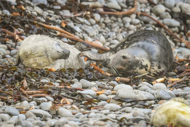 The female seal with her pup 