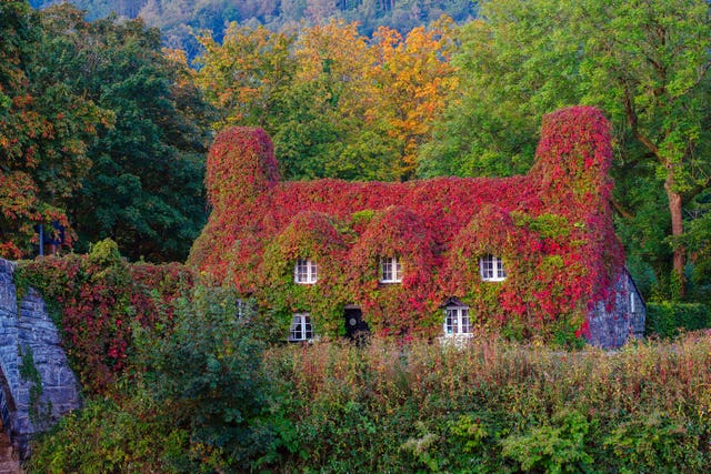 The Virginia creeper covering the Tu Hwnt I’r Bont Tearoom on the banks of the River Conwy in Llanrwst, north Wales, begins to change colour as autumn sets in