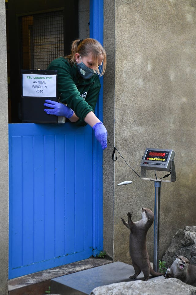 Keeper Kate Clark weighs an otter during the annual weigh-in at ZSL London Zoo
