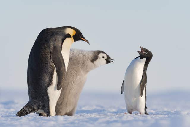 An Adelie penguin approaches an emperor penguin and its chick 