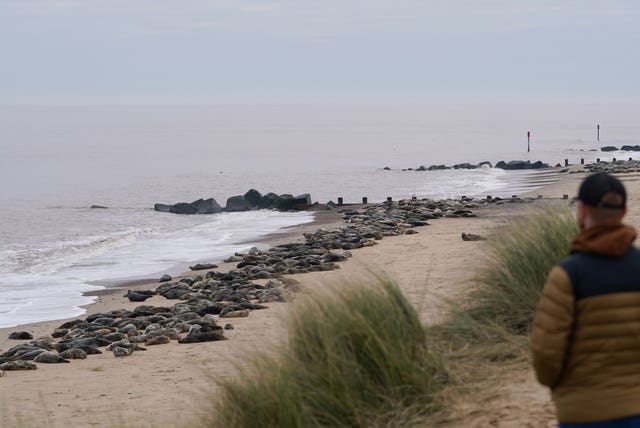 Grey seal pups