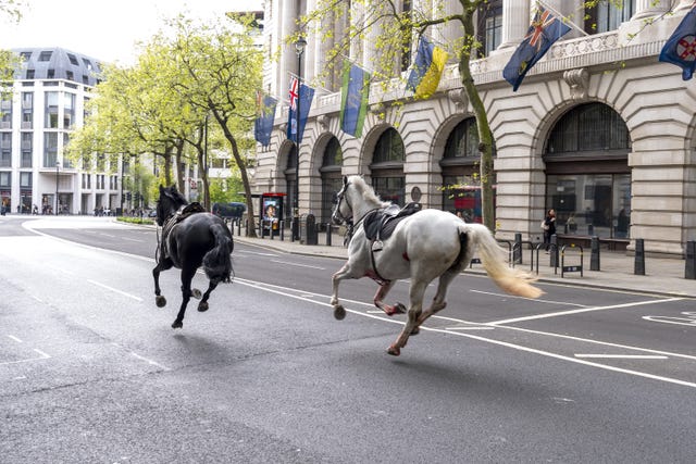 Household Cavalry horses Vida and Quaker on the loose bolt through the streets of London near Aldwych 
