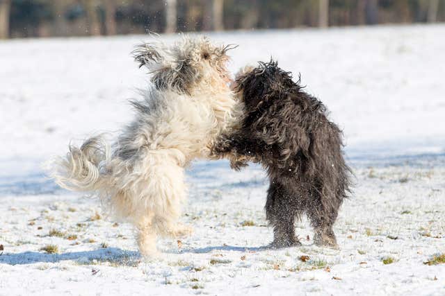 Dogs play in the snow in Richmond Park  (Rick Findler/PA)