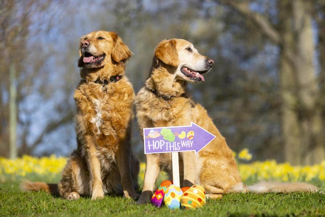 Guide Dogs’ Easter egg hunt