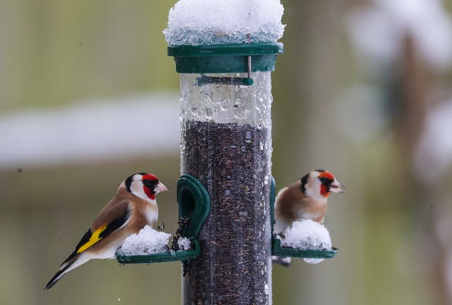 Birds on a feeder