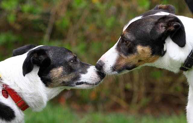 Two collie puppies greet each other nose to nose