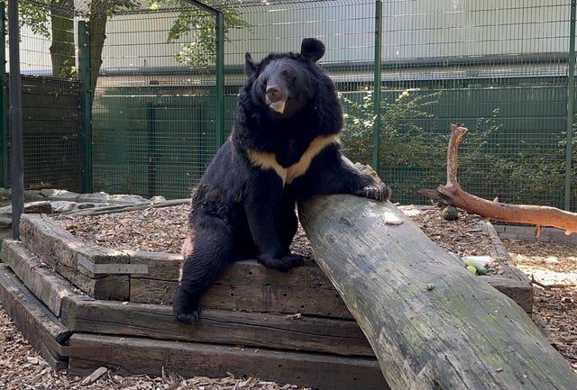 A black bear resting its front paws on a tree trunk