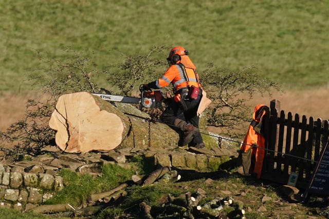 Sycamore Gap tree felled