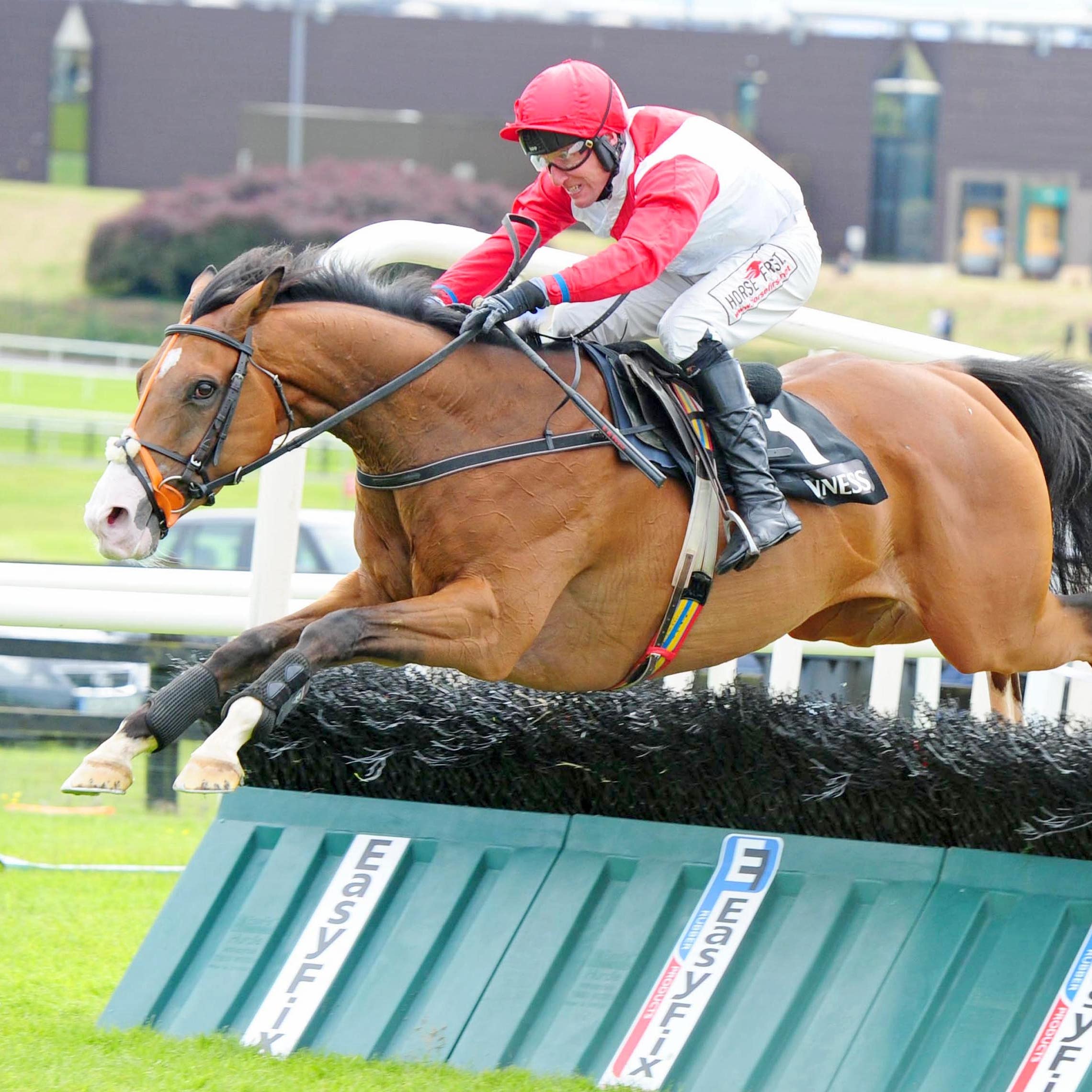Sandymount Duke in action