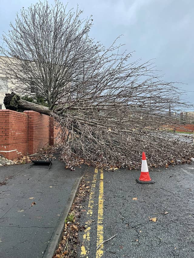 A fallen tree in St Johns Road, Bristol