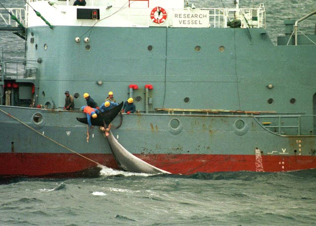 Whalers on the catcher ship 'Kyo Maru' in the Southern Ocean