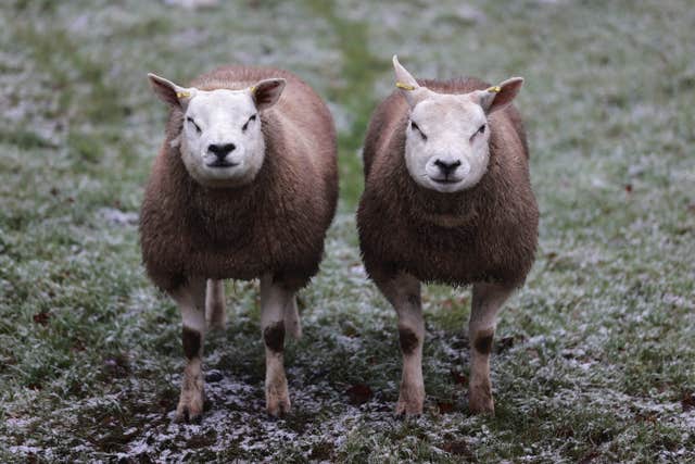 Sheep in a field by Tornagrough Road outside Belfast