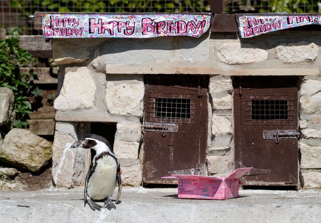 Britain’s oldest penguin