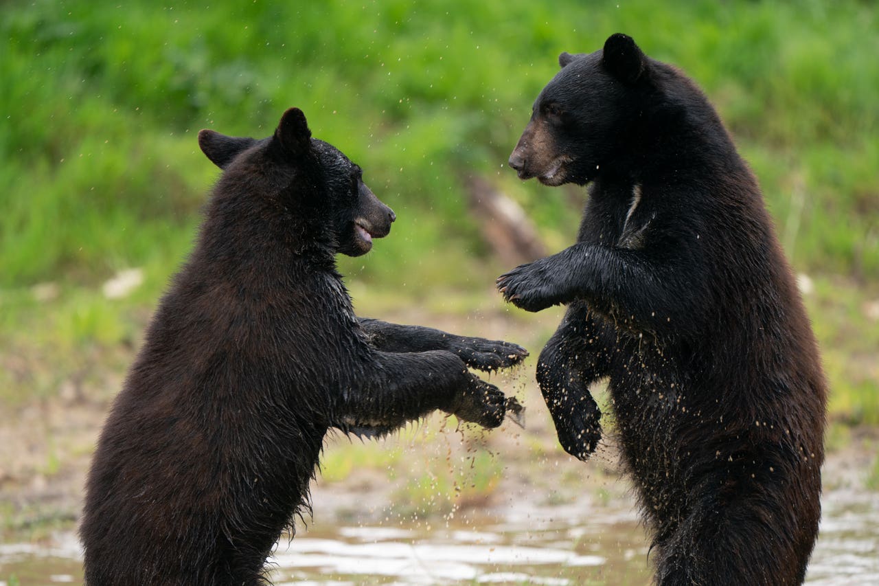 North American black bear cubs brave their new surroundings at safari