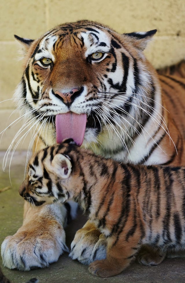 One of the park’s four rare Amur tiger cubs being groomed by its mother, Yana